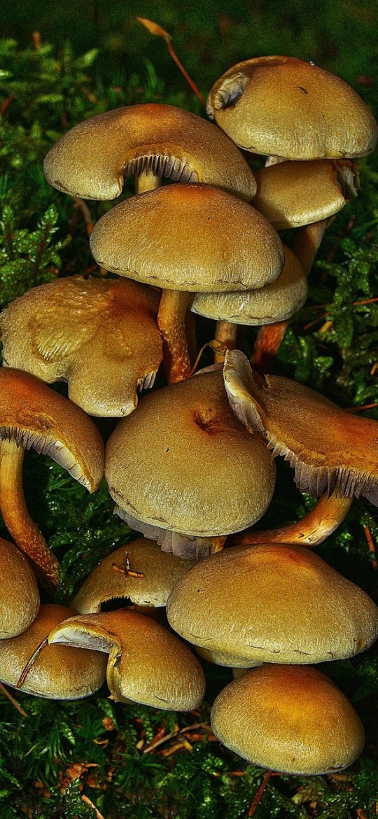 播放界面截图，画面居中，底部为进度条与清晰度切换按钮，右上角有投屏图标